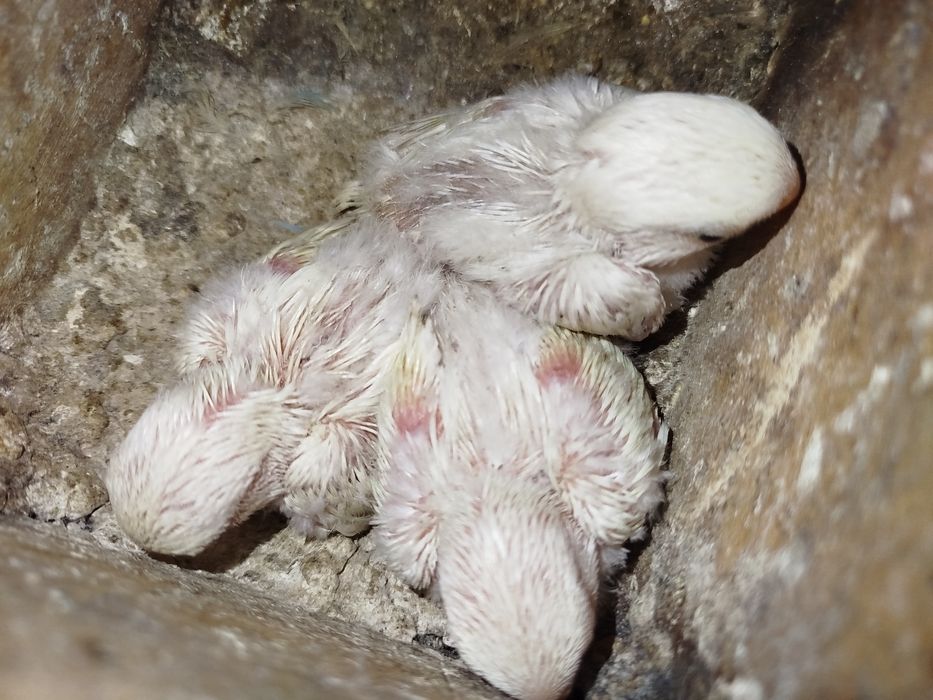 Roseicollis para criar á mão