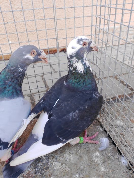 Sprzedam gołębie staropolskie