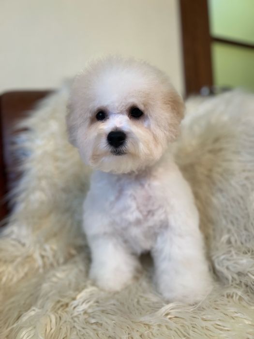 Бішон фрізе цуценята