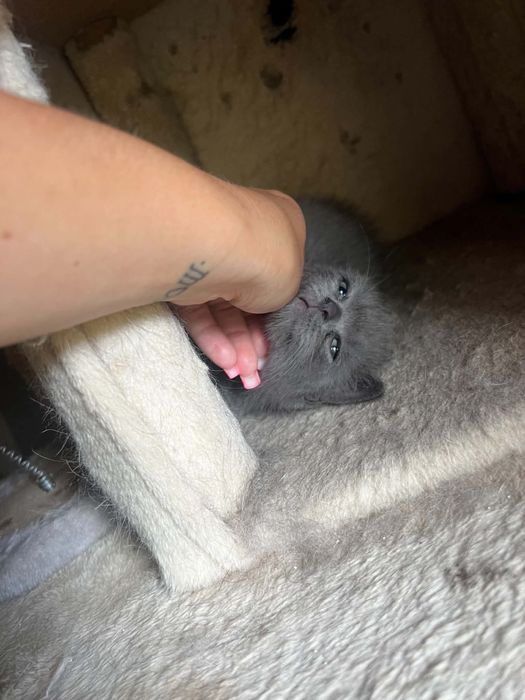 Gatinho  scottish straight fold
