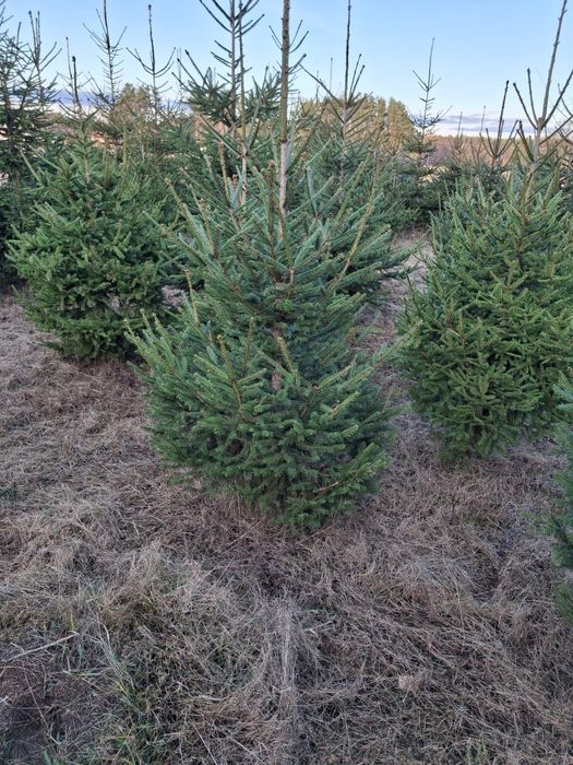 Choinki świerk pospolity 80 -2.80