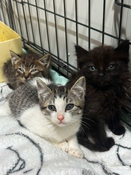 Ninhada de gatinhos para adoção