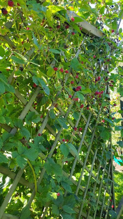 Sprzedam działkę ogrodową ROD