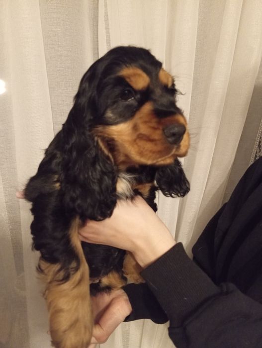 Suczka Cocker spaniel angielski