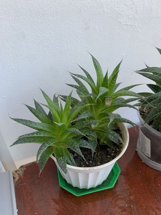 Хавортія сукулент