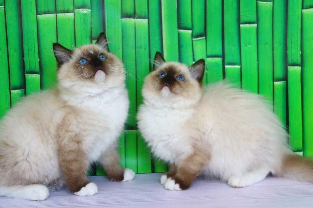 Регдоли-найкращі компаньони та друзі