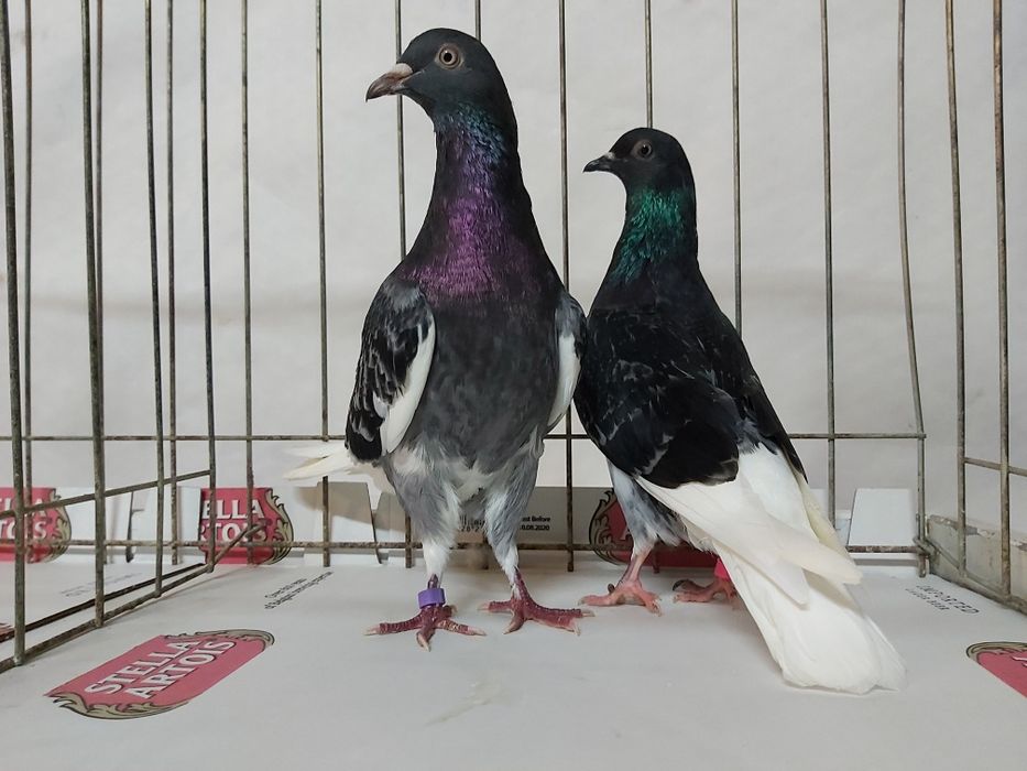 Gołębie Wyszfance Grochowe