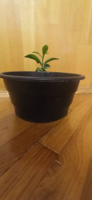 Продам молоде дерево лимони