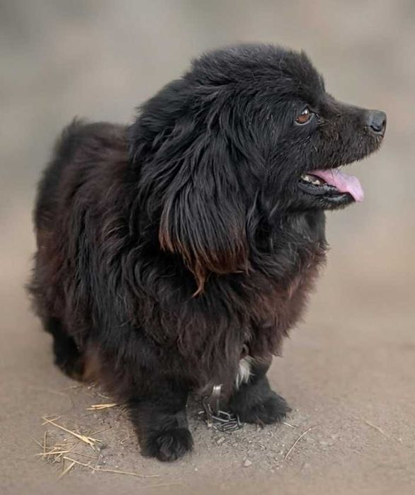 Віддамо в добрі руки сміливого песика!