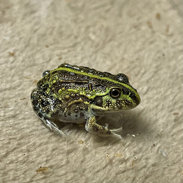 Żaba byk  / buczek południowoafrykański - Pyxicephalus adspersus