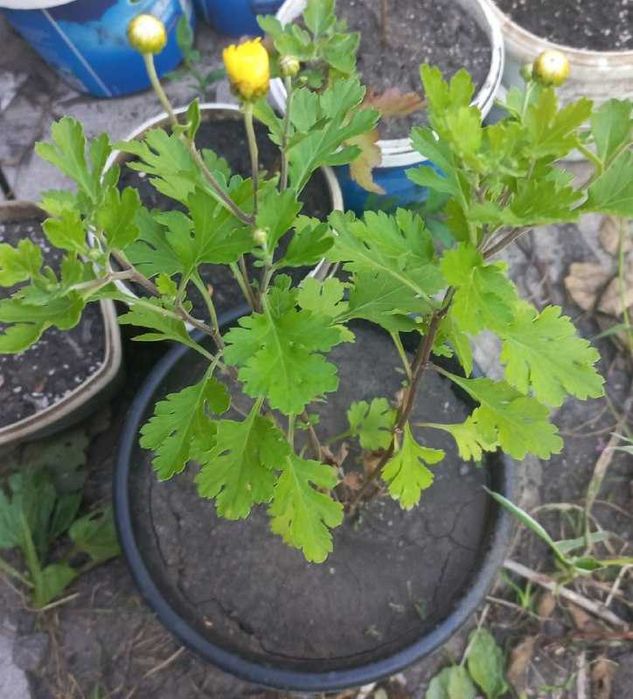 Продам хризантемы, розы, гибискус, ивы, туи, юкки, инжир, авокадо и др