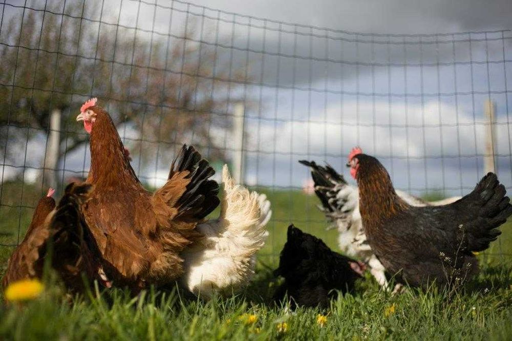 Kurki nioski odchowane Rosa dowóz gratis