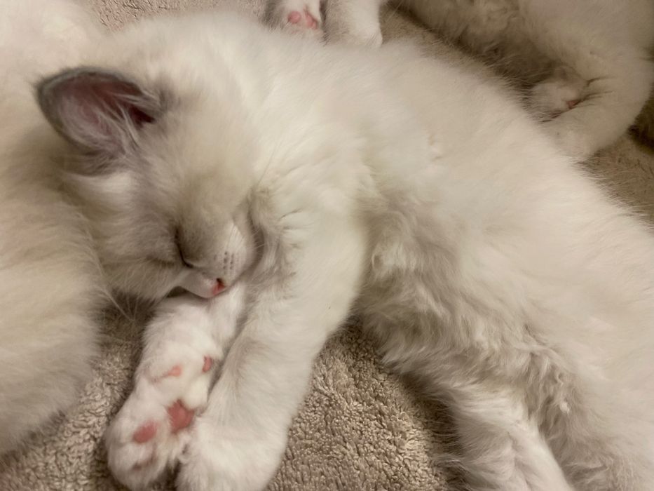 Ragdoll piekny do odbioru w sierpniu