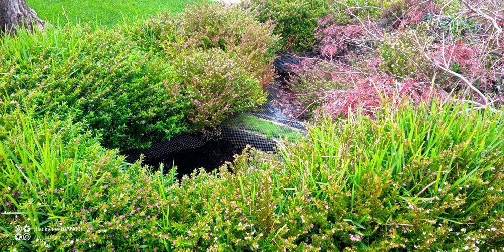 Planta para sebe Falsa -Erica