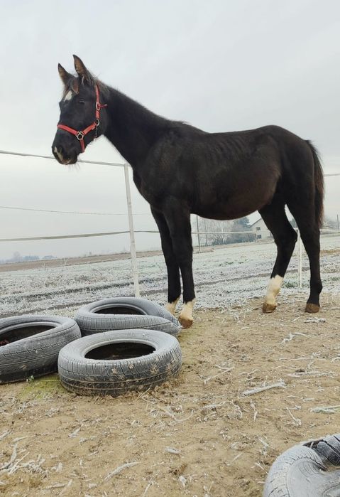 Sprzedam Ogierka Śląskiego
