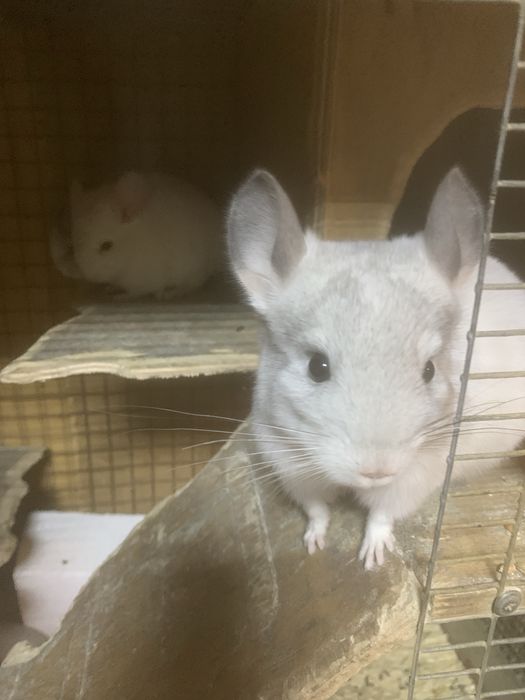 Домашні улюбленці-гризуни