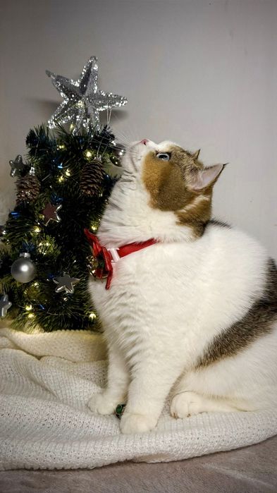 Brytyjska  niebieskooka  fy 03 61 DBE