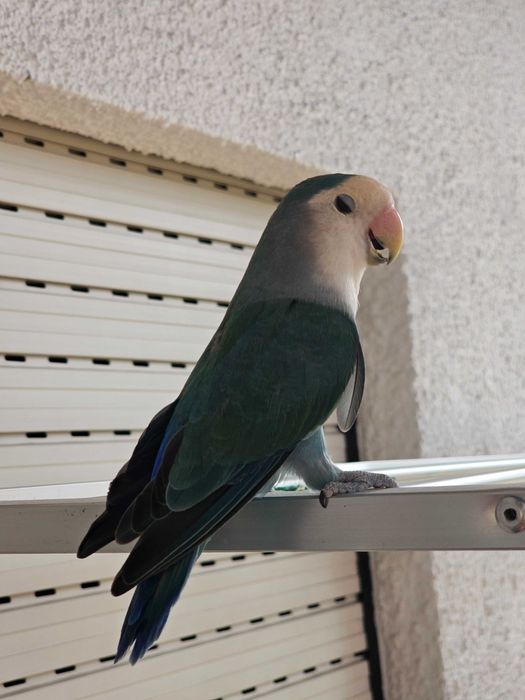 4 Agapórnis + gaiola