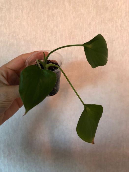 Хомаломена Лемон Лайм