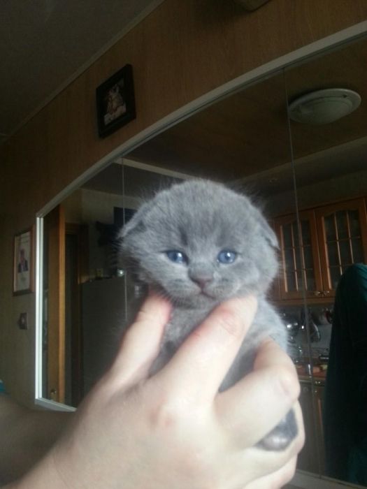 Шотландский прямоухий кот приглашает на вязку