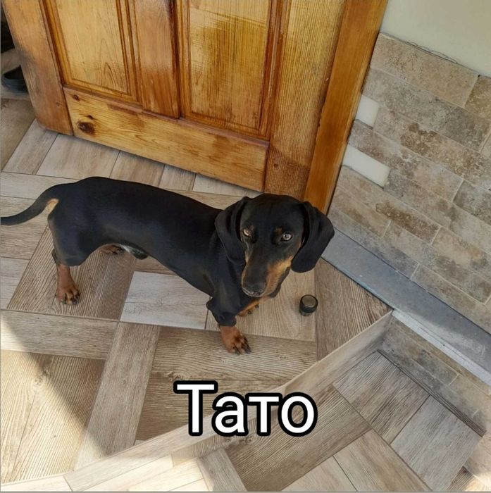 Продам щенят такси
