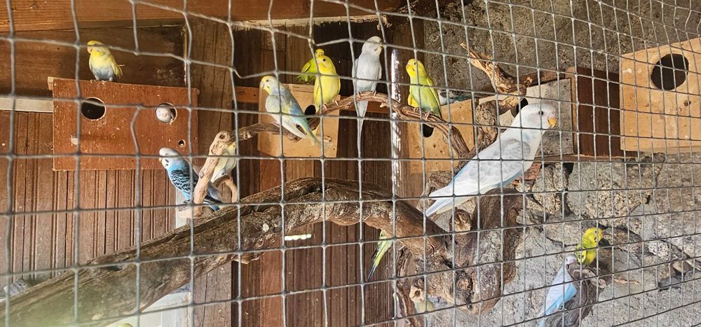 Piriquitos Australianos