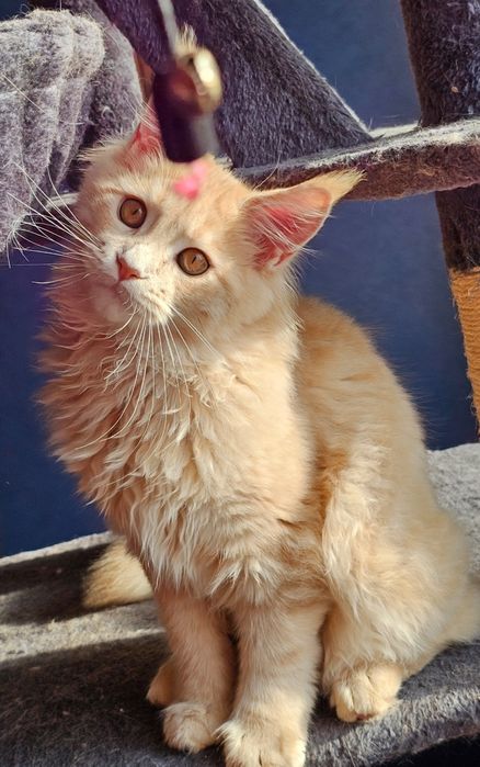 Мейн-кун  кошенята