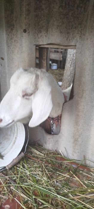 Козенята  Англонубійці (АН) %