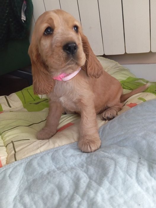 Suczka Cocker spaniel angielski
