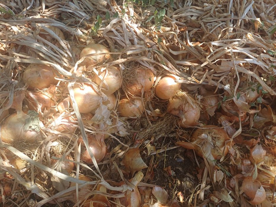 Cebola nacional macia