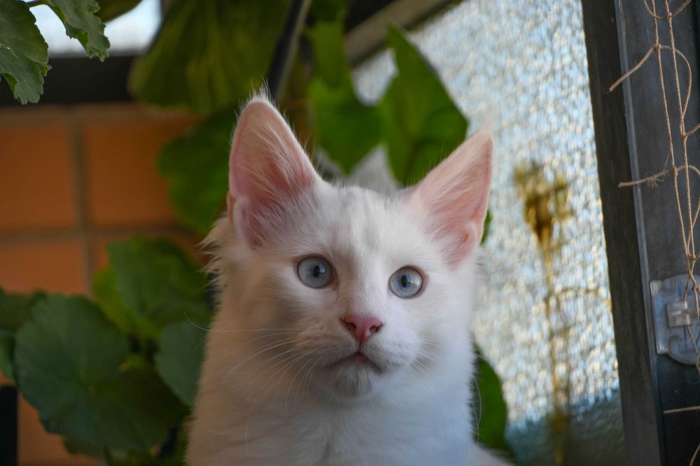 Bernardim: gatinho Angorá turco branco e de olhos azuis. Boa audição
