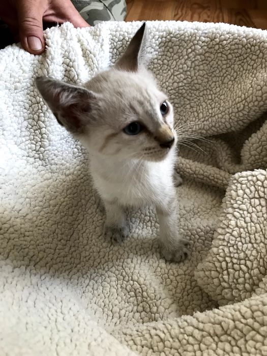 Gatinha fêmea de 2 meses, olhos brancos e azuis. para adoção