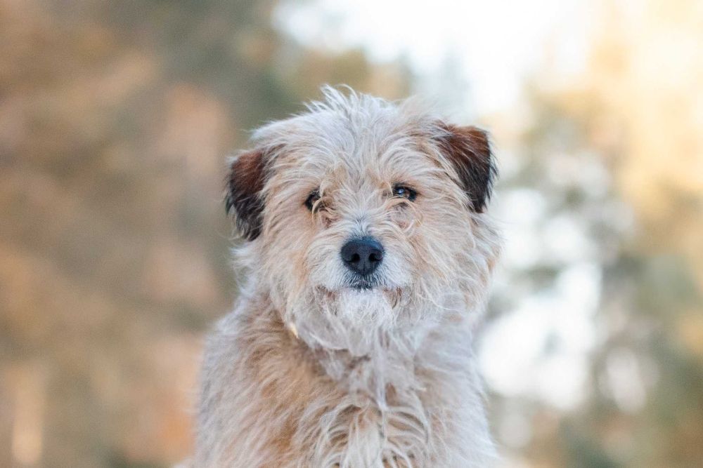 SAFFY - przemilutki, terierkowy psiaczek o łagodnych oczkach