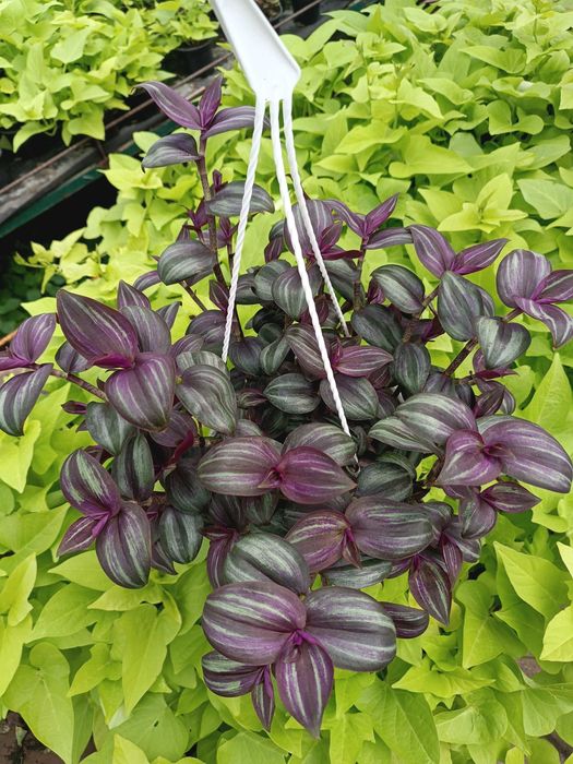trzykrotka Tradescantia zebrina ‘Evanesce’