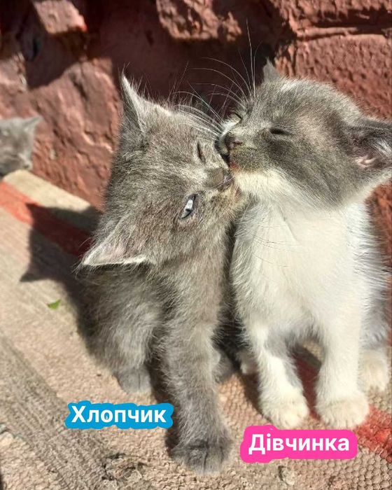 Кошенята, котики, котенята. Віддам в добрі руки.