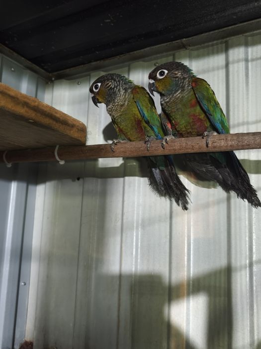 Casal de Pyrruras perlata