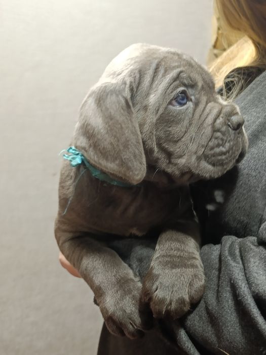 Корси   це любов