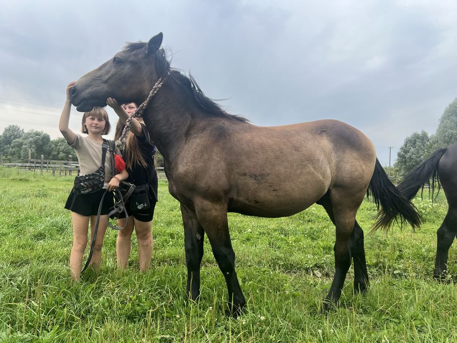 Продам лошадь,жеребець