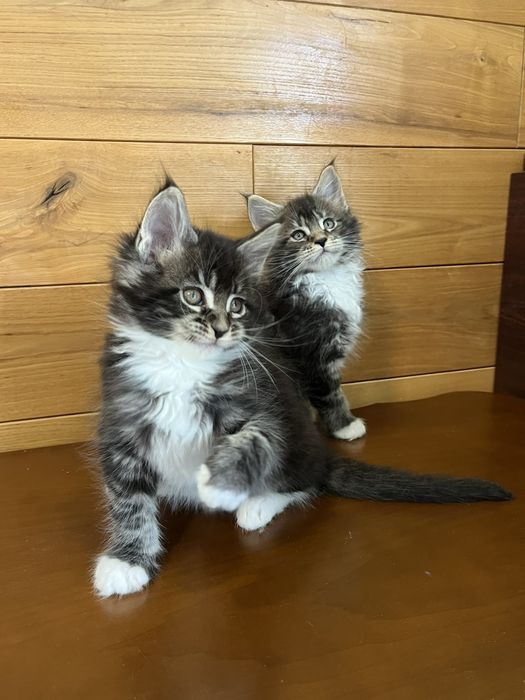 Котики породи Мейн Кун