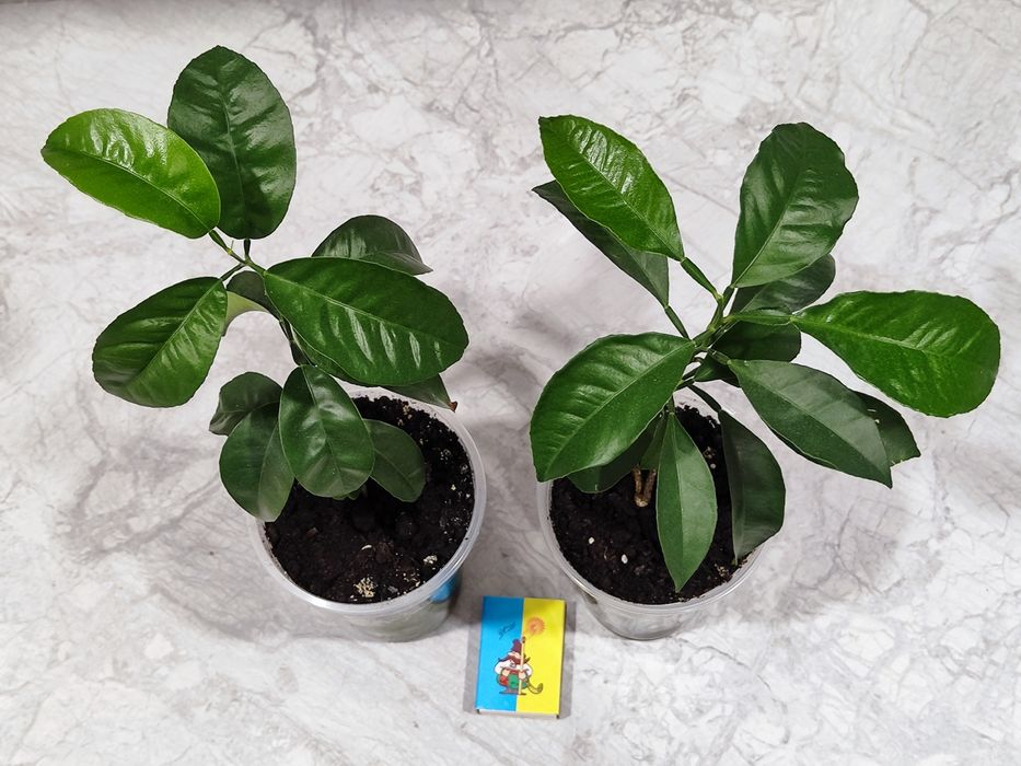 Мандаринове дерево кімнатна рослина фрукти цитрусові розсада