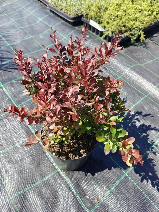 Berberys Thunberga Atropurpurea Nana