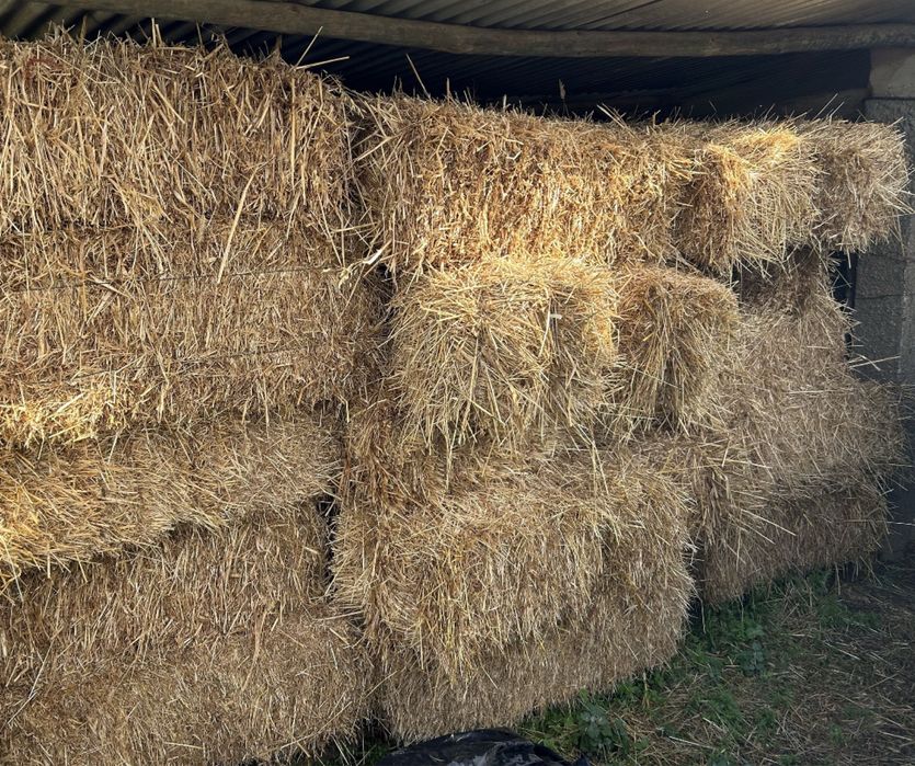 Fardos pequenos Feno Aveia, Azevém, Ervilhaca e Triticale