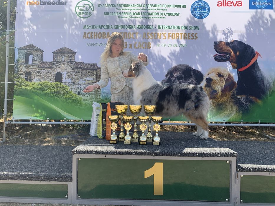 Профессиональный хендлер Одесса