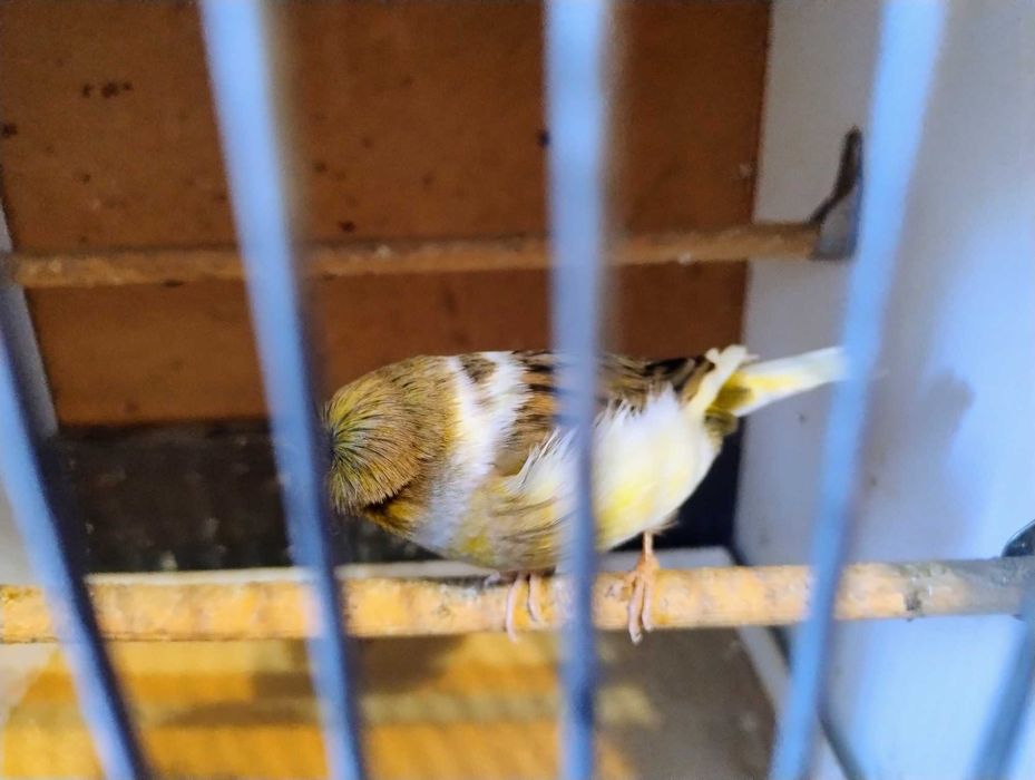 Kanarki rasy Gloster