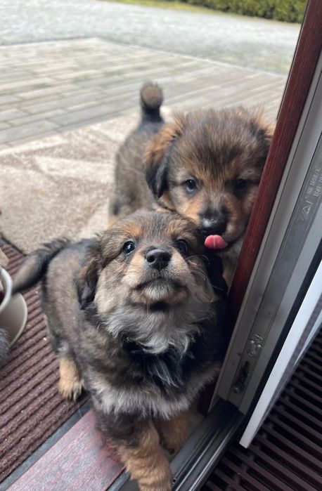 oddam w dobre ręce pieski