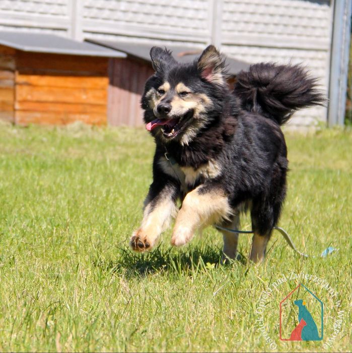 Barney 114/23 - SZUKA DOMU!