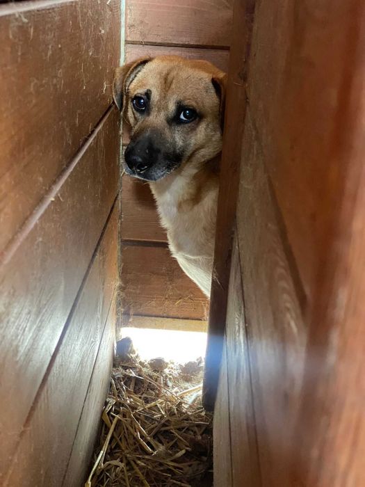 Przyjazny Romek szuka domu