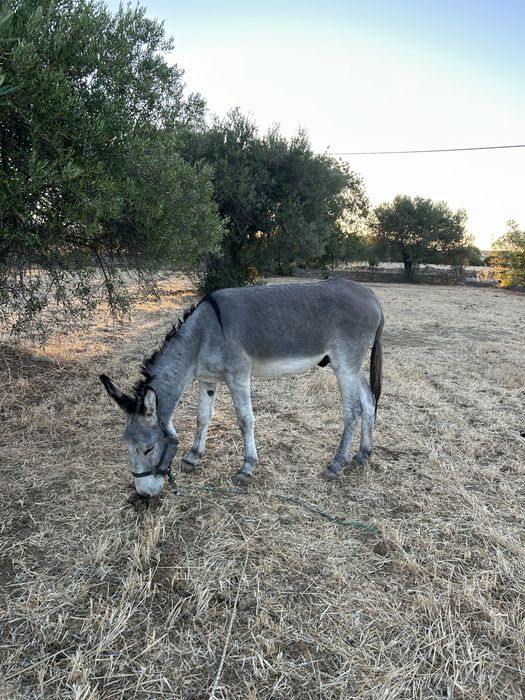 Vendo burro montado e engatado