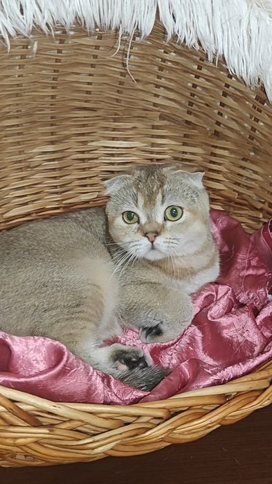 Чистокровна дівчинка від золотої шиншили