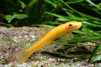 Glonojad syjamski - Gyrinocheilus aymonieri